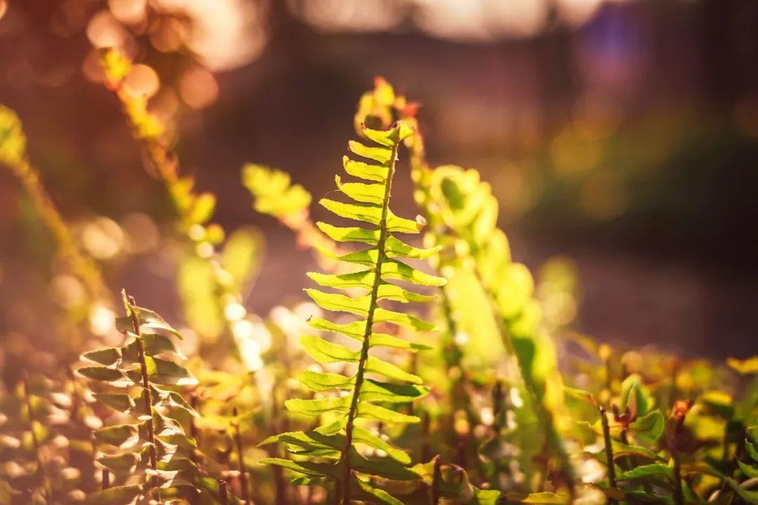 描写春风的诗句（10首最美春风诗词，送你一场春暖花开）