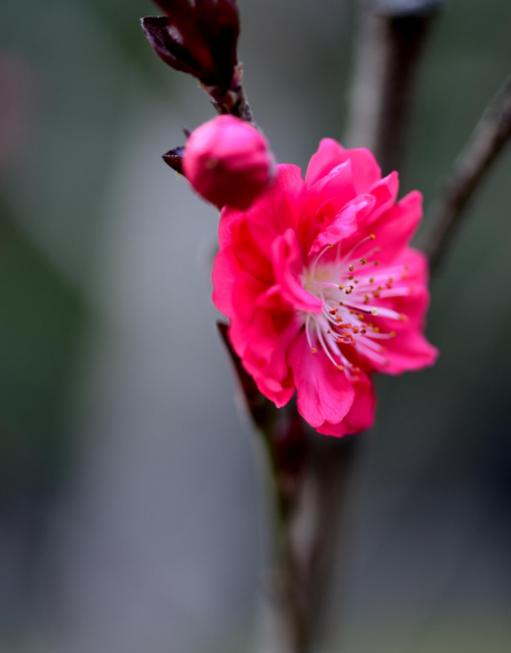 关于梅花的诗句（十首红梅的诗词，梅花朵朵放光彩）