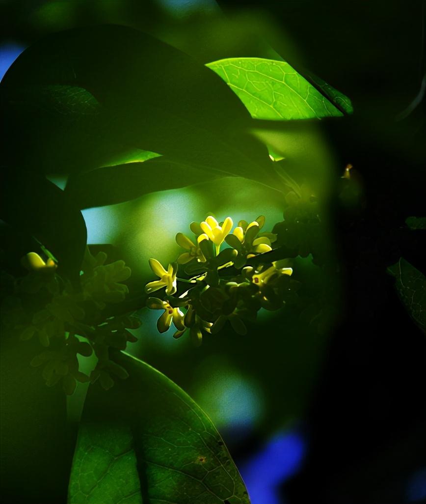 桂花诗句（十首咏桂花的诗词，桂花飘香，馥郁如你）