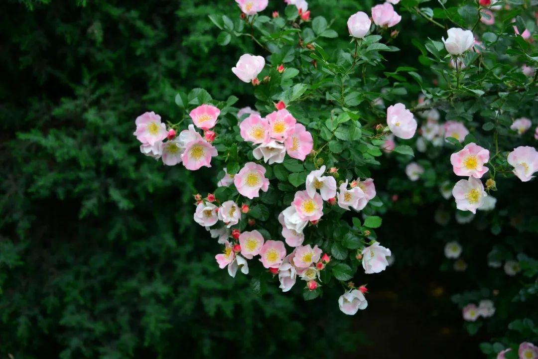 描写春风的诗句（10首最美春风诗词，送你一场春暖花开）