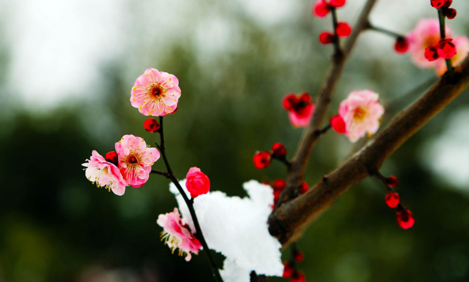 关于梅花的诗句（十首红梅的诗词，梅花朵朵放光彩）