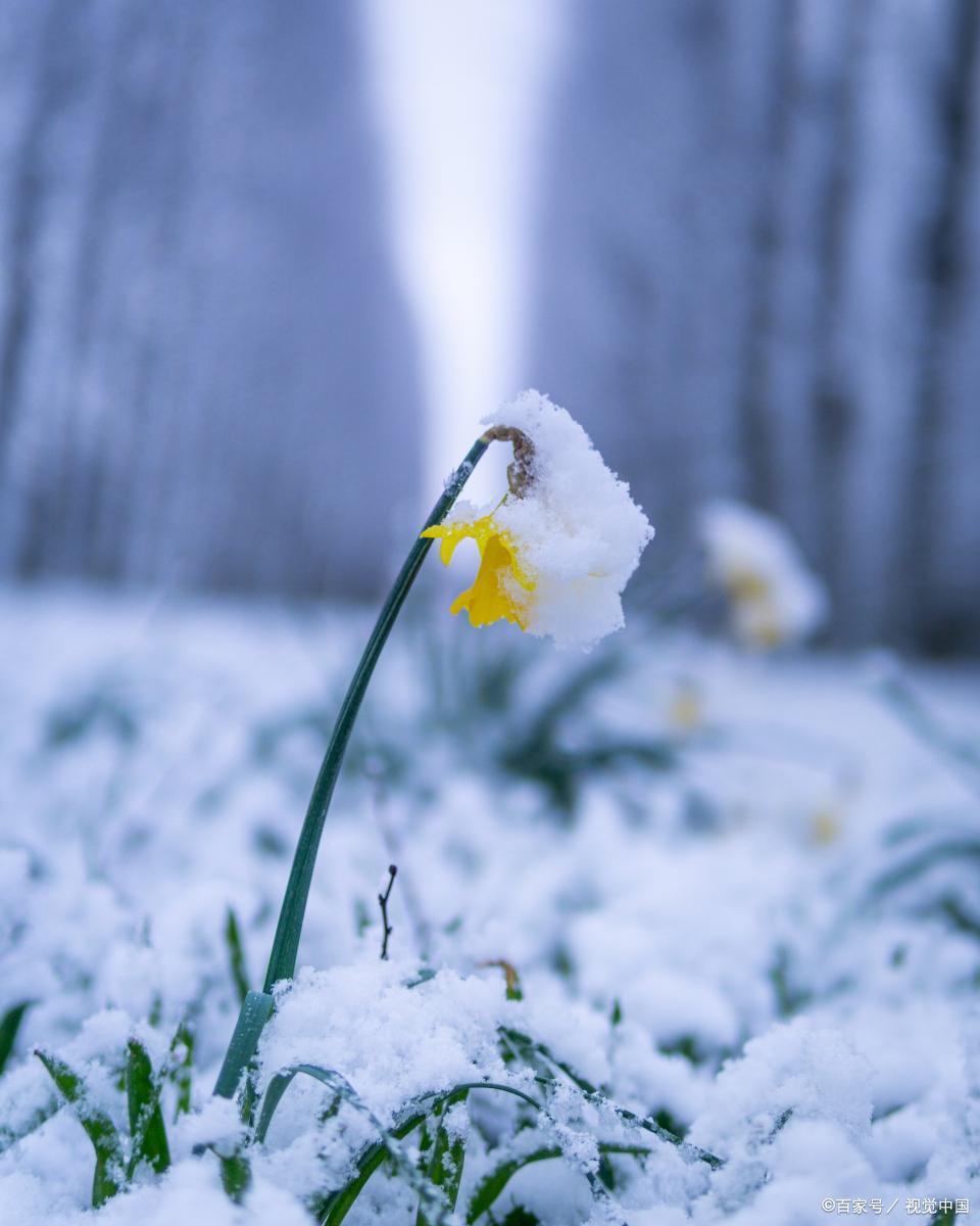 描写雪的古诗（四首冬雪诗词，夜深知雪重，雪落又成诗）