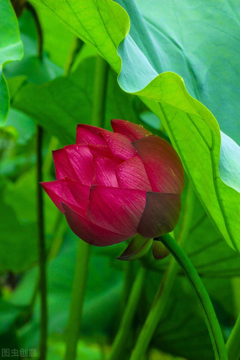 接天莲叶无穷碧映日荷花别样红（诗句出处和全诗赏析）