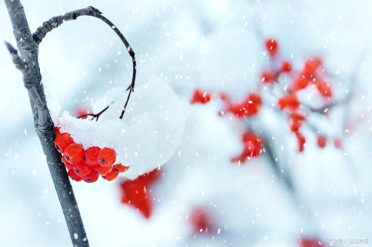 描写雪的古诗（四首冬雪诗词，夜深知雪重，雪落又成诗）