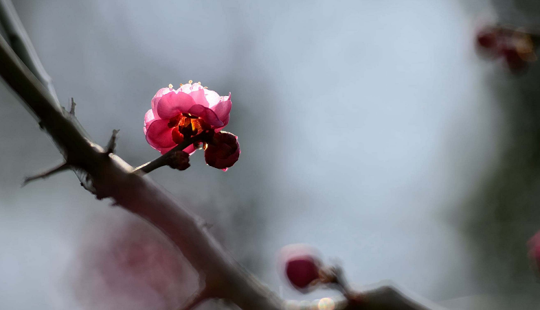 写梅花的诗句（十首梅花诗词，欣赏诗中的花中之魁）