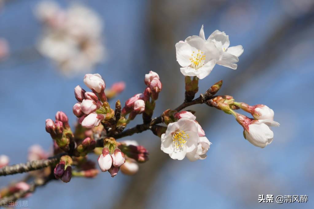 描写樱花的句子15句，樱花烂漫时的美丽说说