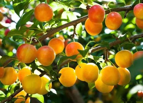 瓜田不纳履 李下不整冠（这句古诗想告诉世人什么呢）