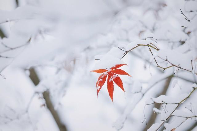 描写雪的优美句子19句，描写冬天雪花的美好文案