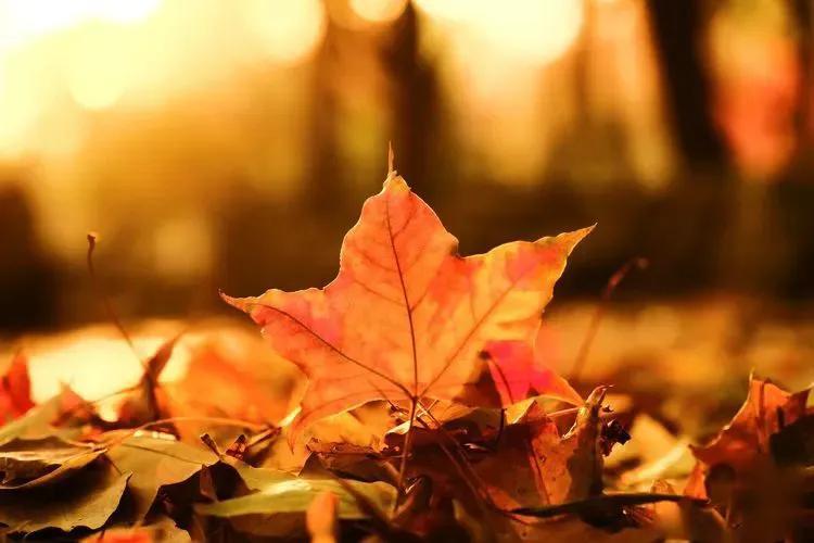 秋天的句子12句，关于秋天的唯美句子