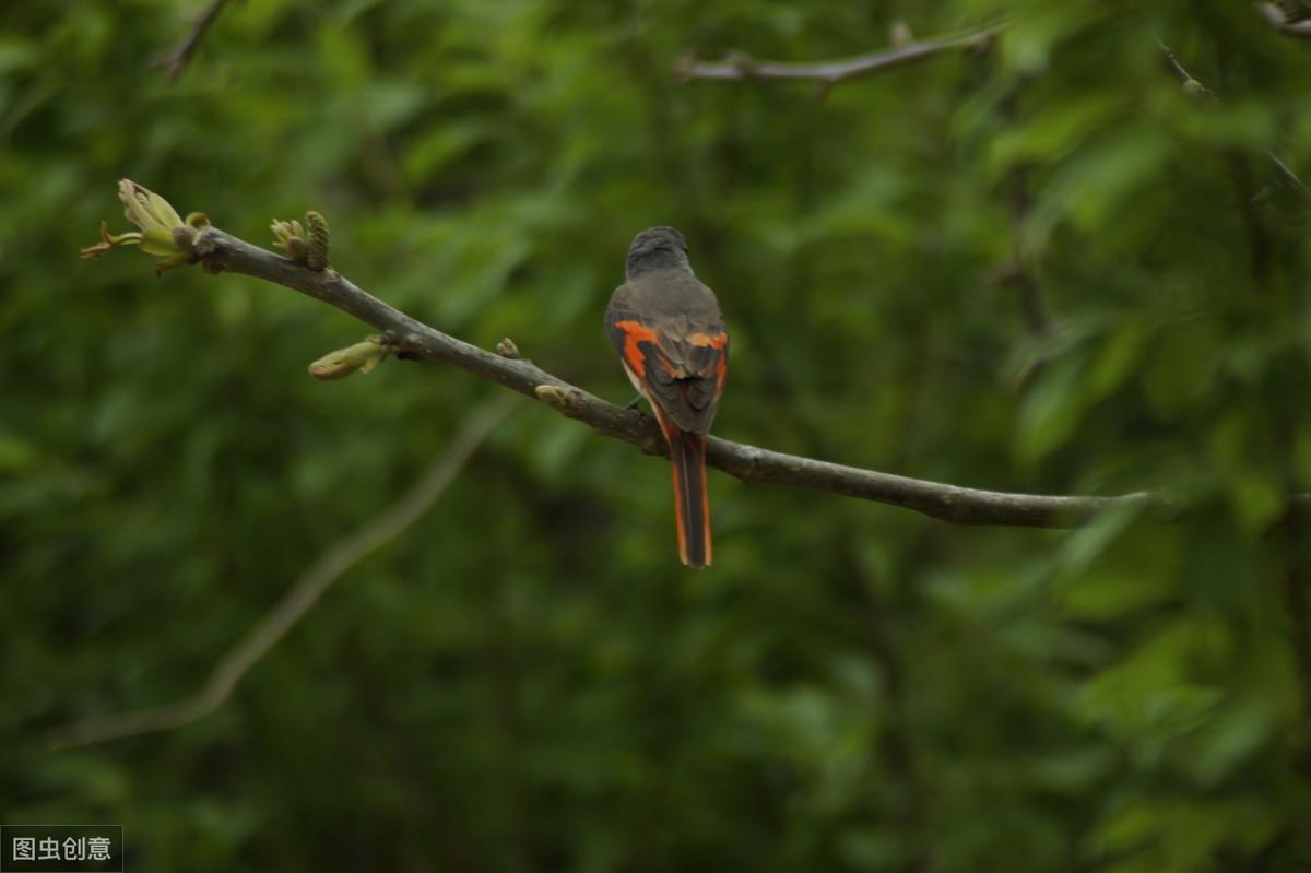 鸟的诗句，读完忘却一切烦忧