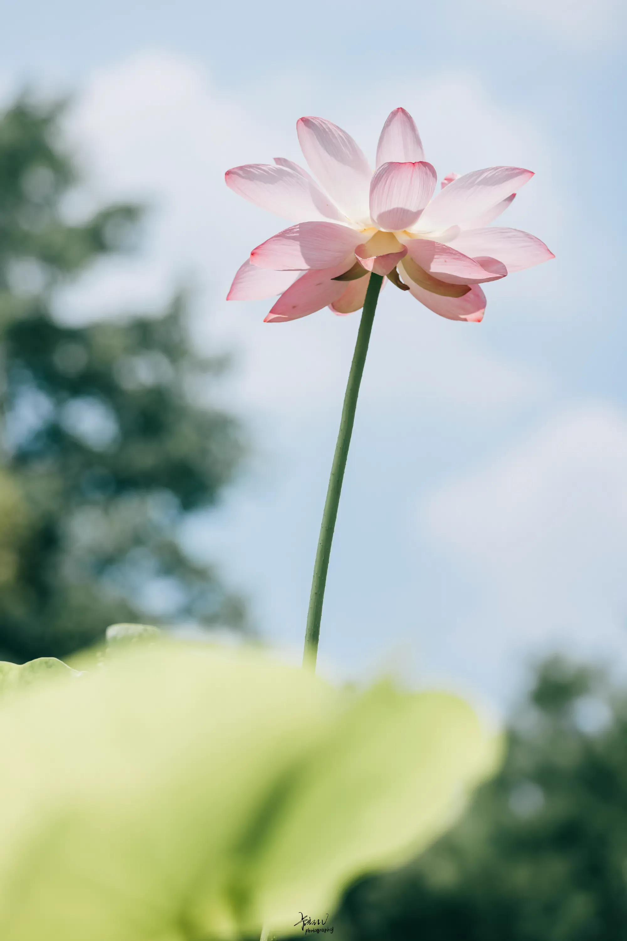 描写荷花的诗句50句，送你一池荷风莲香