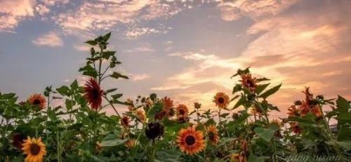 写景的句子22句，晒风景的温柔治愈系句子