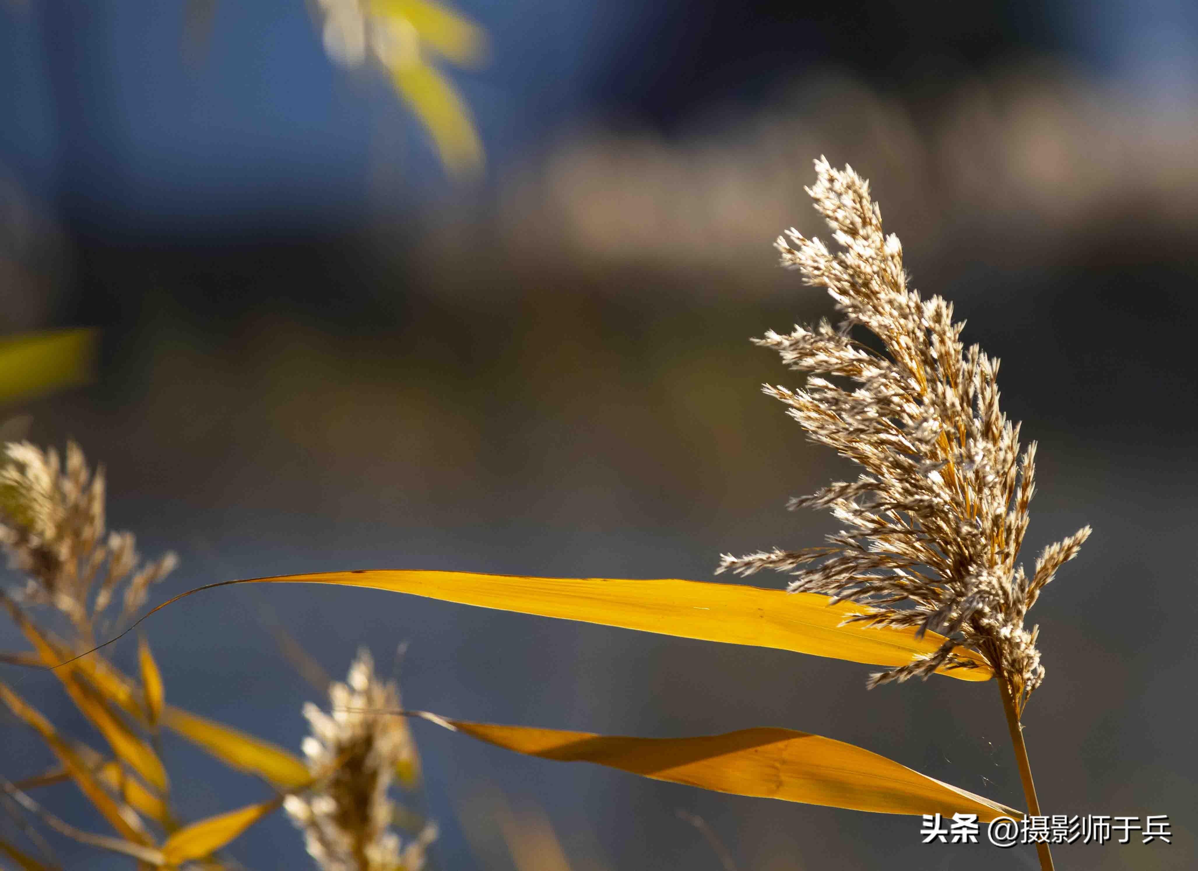 感悟深秋的唯美句子20句，适合发朋友圈