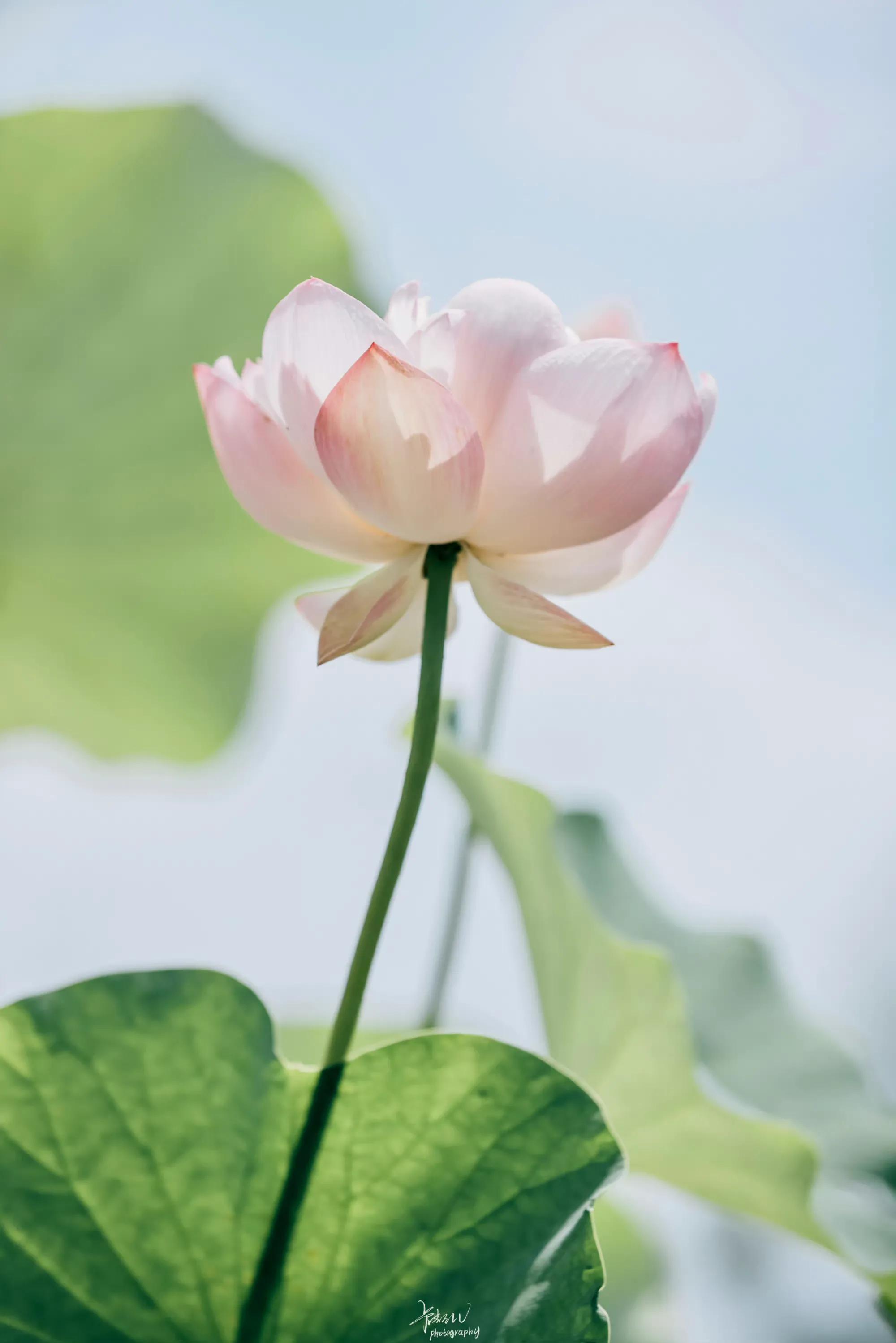 描写荷花的诗句50句，送你一池荷风莲香