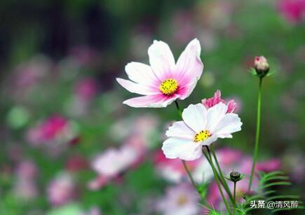 母爱的美句简短句子15句，送给挚爱的妈妈们