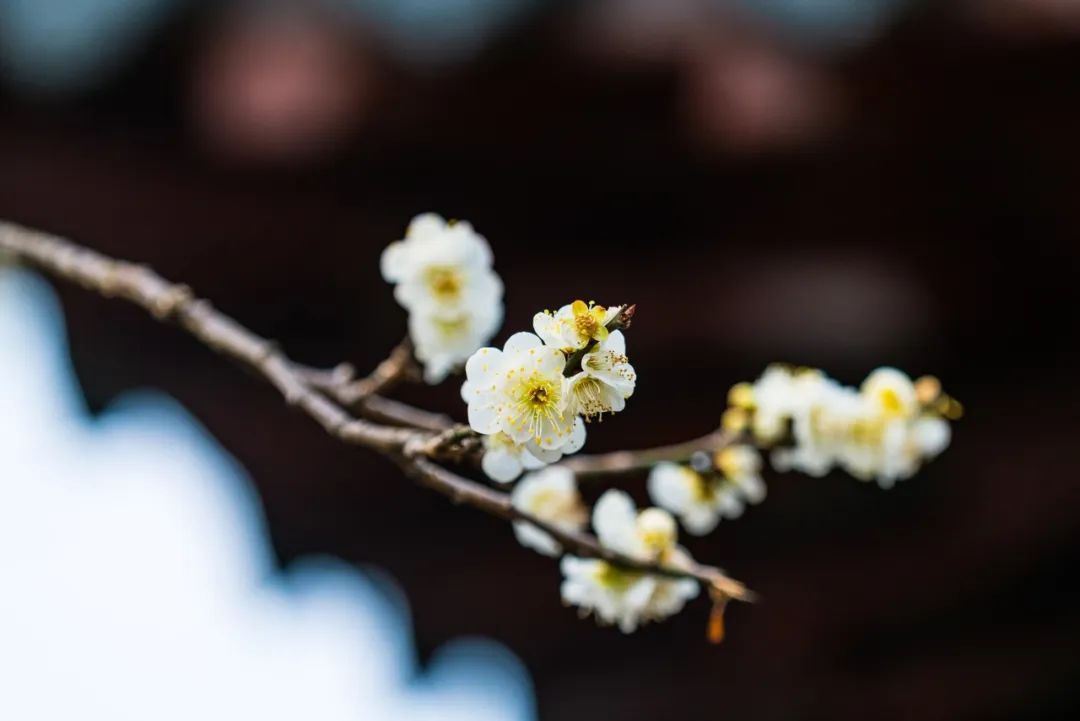 踏青的诗词18首，春日游，杏花吹满头