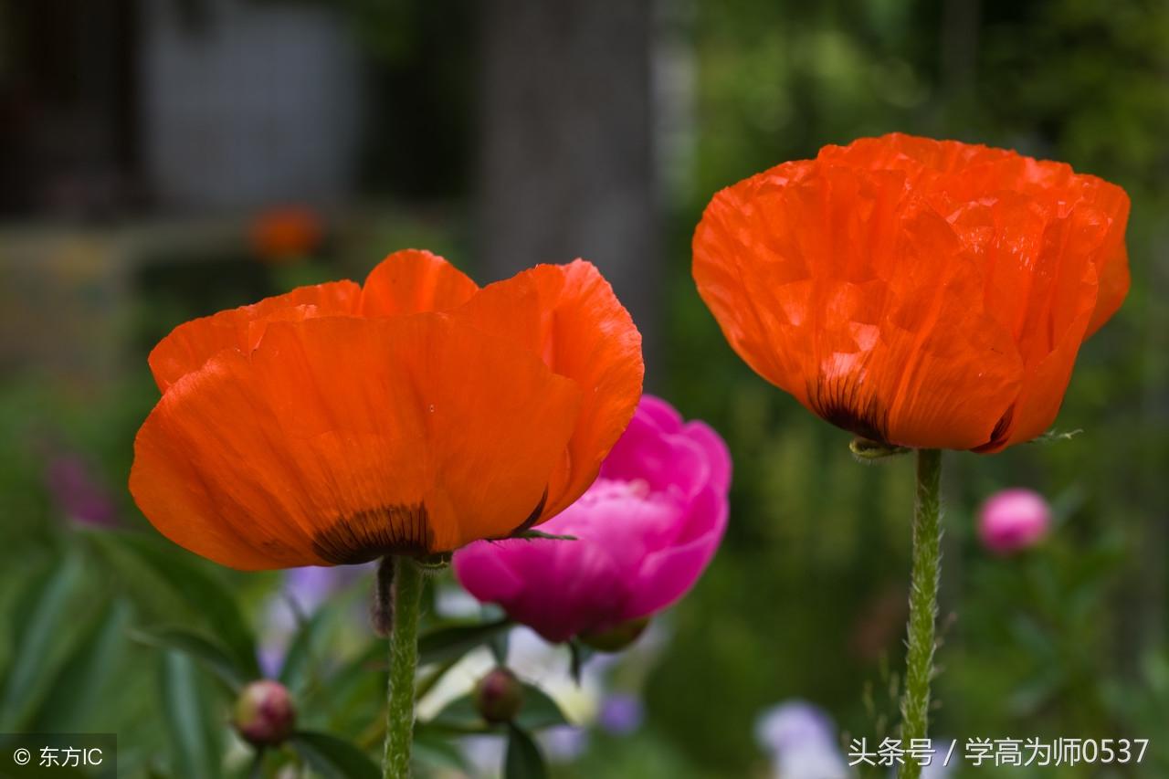 含花的诗句50句，总有一句你会喜欢!