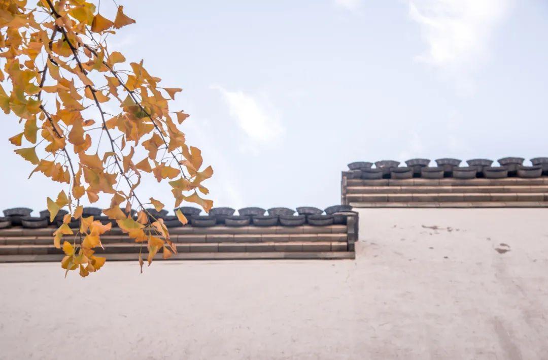 秋叶的诗句10首，清秋有梦，叶落成诗