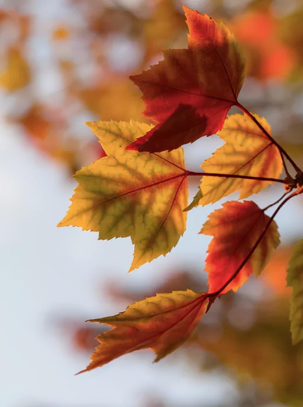 关于描写秋天的诗60句，品读静美清秋