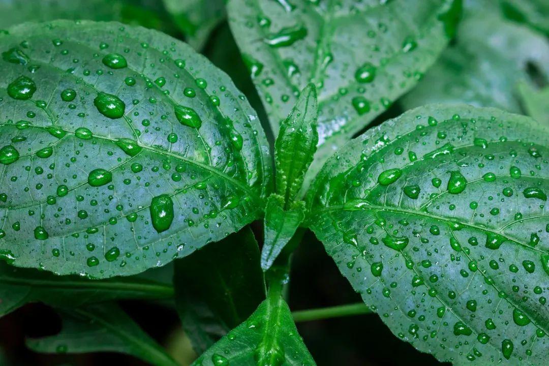 关于春雨的诗句30句，一朝春雨落，百花迎风开