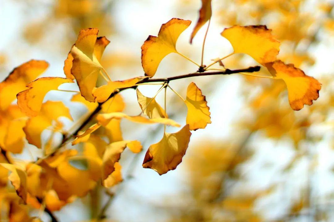 描写秋天的诗句30句，品读静美秋天