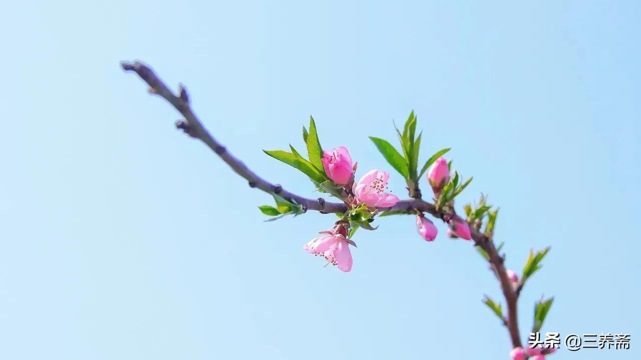 清明时节雨纷纷全诗（原文及赏析）