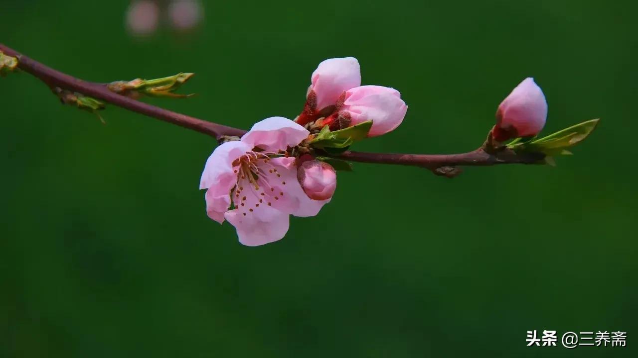 清明时节雨纷纷全诗（原文及赏析）