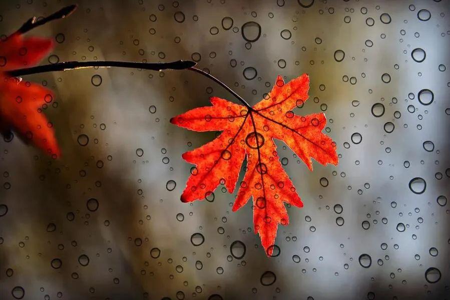 形容秋天很美的诗句10首，人间秋色美如画
