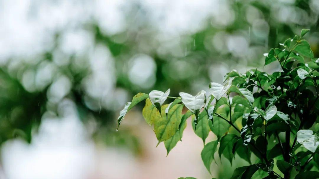 关于春雨的诗句30句，一朝春雨落，百花迎风开