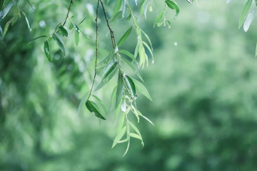 关于春雨的诗句30句，一朝春雨落，百花迎风开