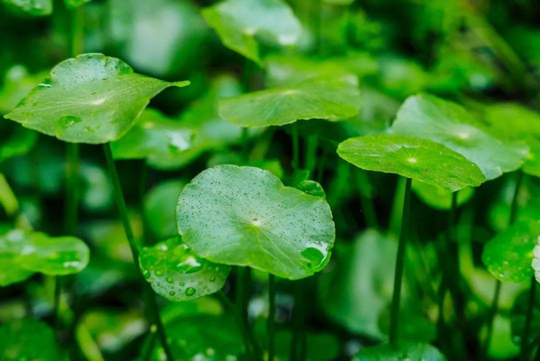 关于春雨的诗句30句，一朝春雨落，百花迎风开