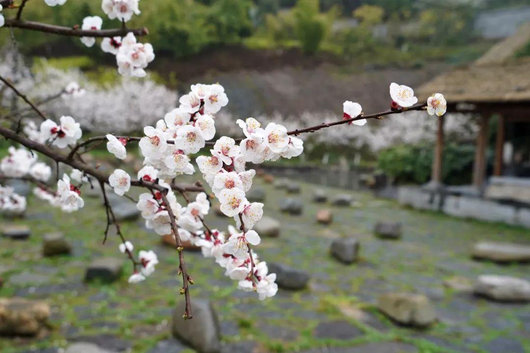 带春的成语26个（附：来源和释义）