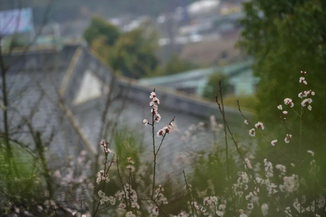 带春的成语26个（附：来源和释义）