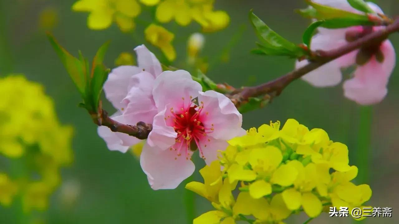 清明时节雨纷纷全诗（原文及赏析）