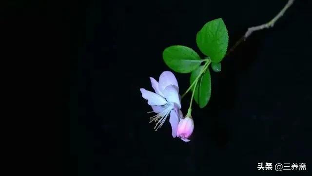 清明时节雨纷纷全诗（原文及赏析）