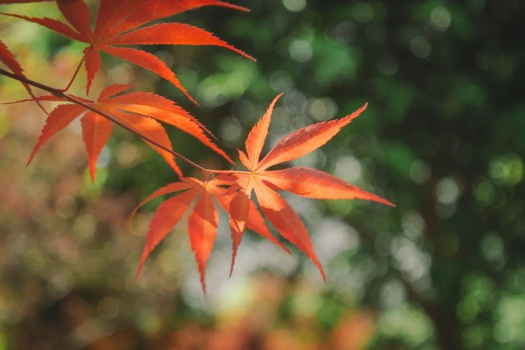 心静的诗句6首，岁月因静而美好