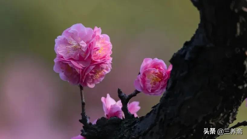 清明时节雨纷纷全诗（原文及赏析）