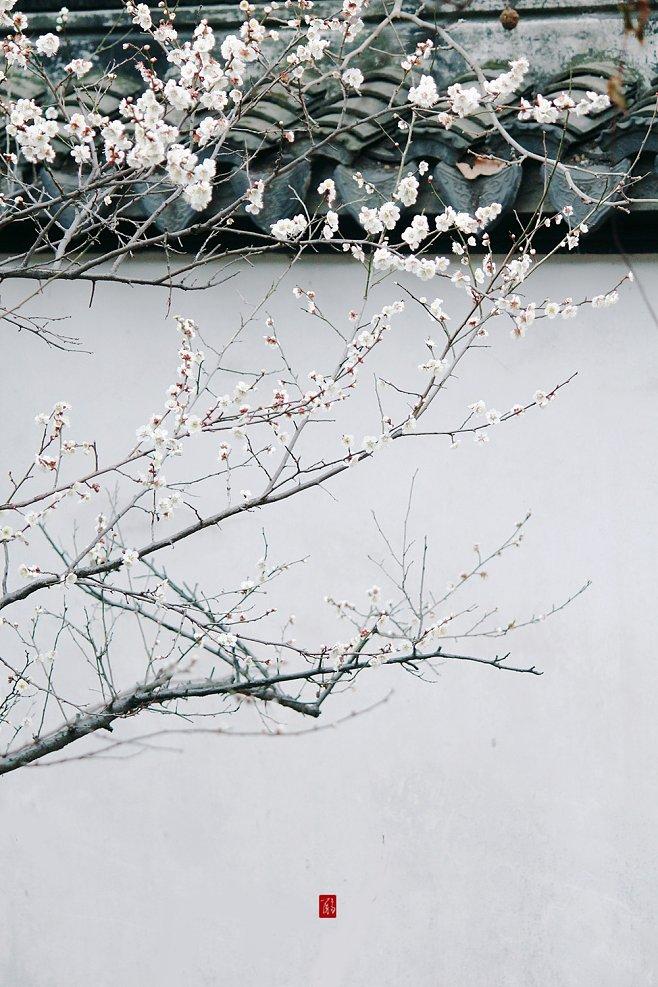 关于梅花的诗20首，梅花带雪过新年