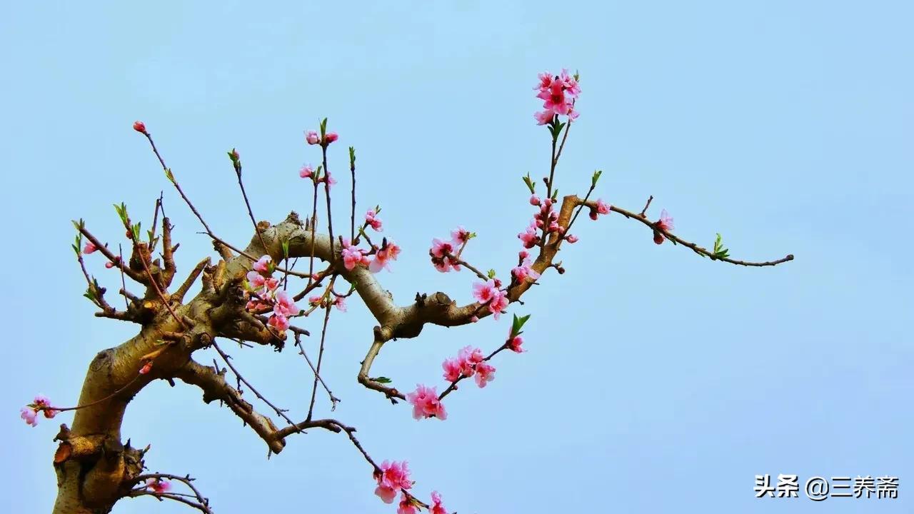 清明时节雨纷纷全诗（原文及赏析）