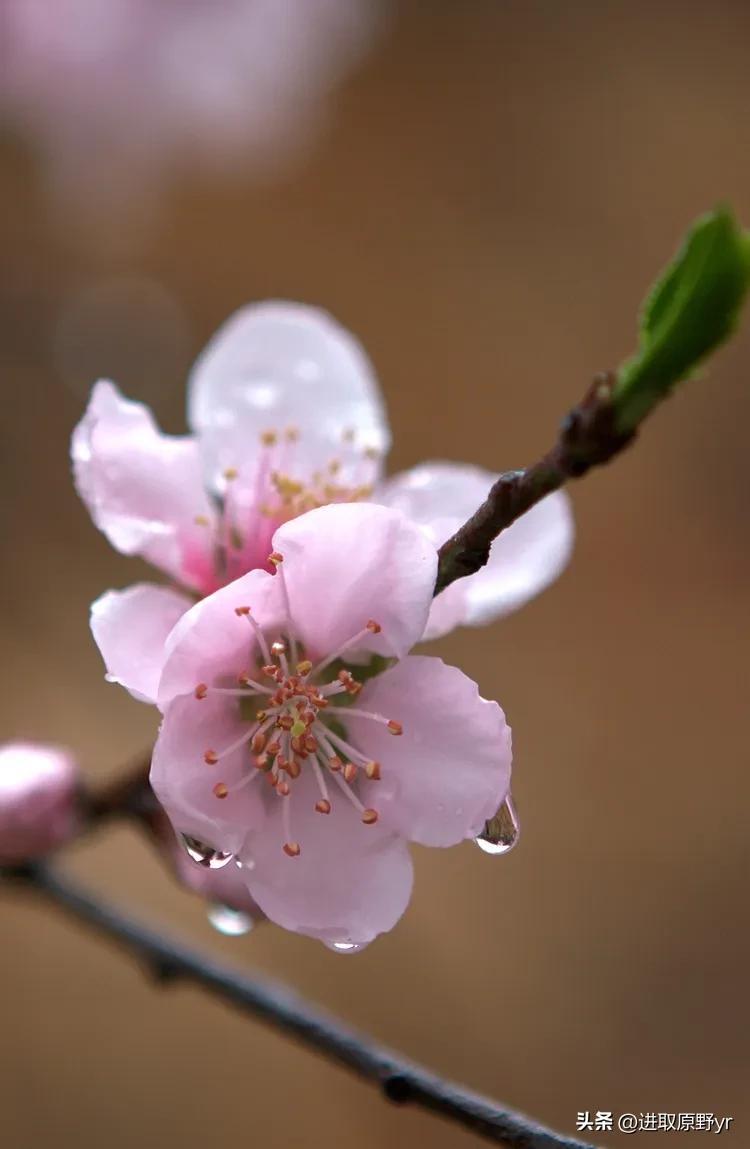 春天的祝福语，春暖花开、未来可期！